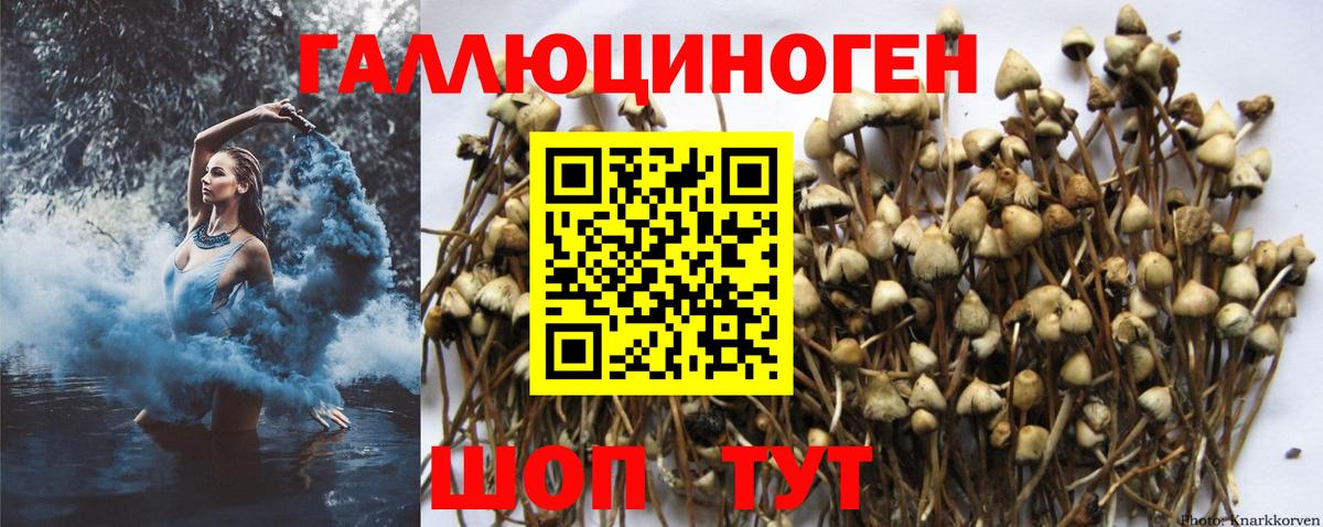 Галлюциногенные грибы Psilocybine cubensis  Вход с VPN  хочу наркоту  Большой Камень 